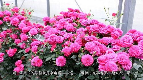 天狼月季视频,绽放月季之美，探寻园艺艺术新境界