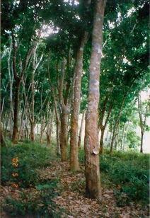 学割橡胶树割胶视频,传统与现代的完美融合