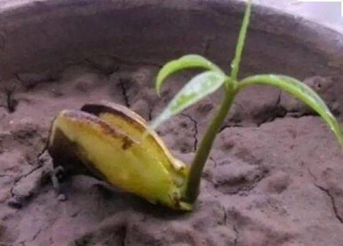 怎样种芒果种子视频,视频教程详解